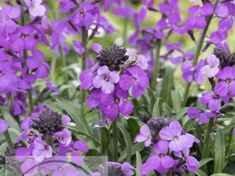Erysimum 'Bowles Mauve'