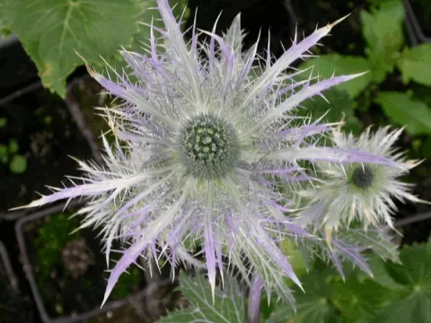 Eryngium alpinum 'Blue Star'