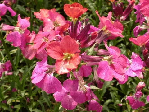 Erysimum 'Constant Cheer'