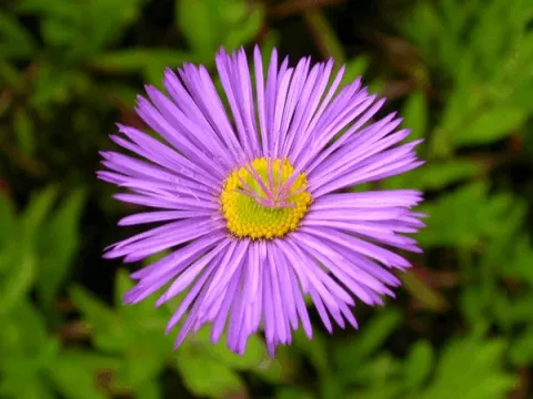 Erigeron 'Dunkelste Aller'