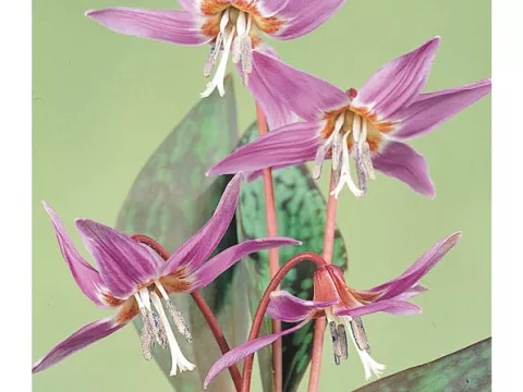 Erythronium dens-canis