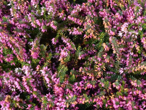 Erica darl. (x) 'Ghost Hills'