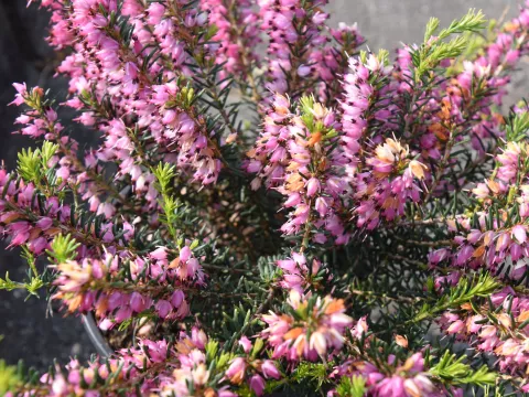 Erica darl. (x) 'Kramer's Rote'