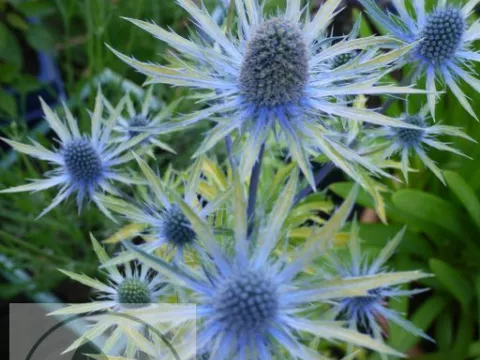 Eryngium zabellii 'Neptune's Gold'