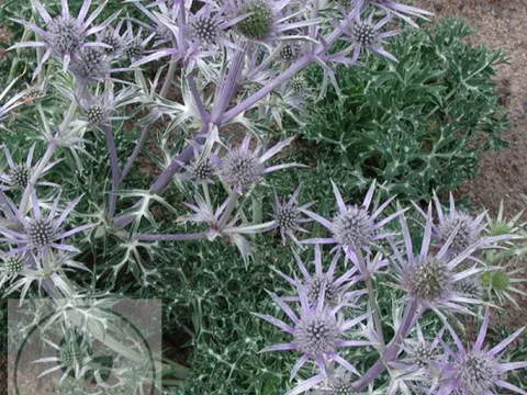 Eryngium bourgatii 'Pen Blue'