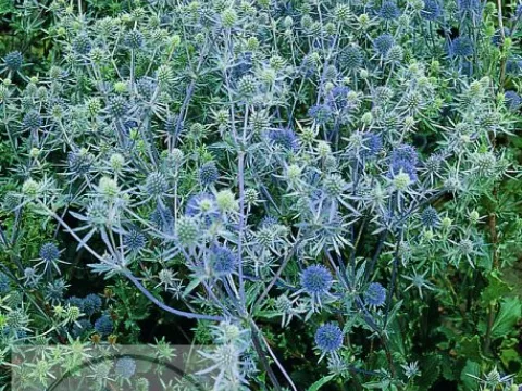 Eryngium planum