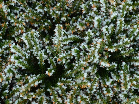 Erica darl. (x) 'Silberschmelze'