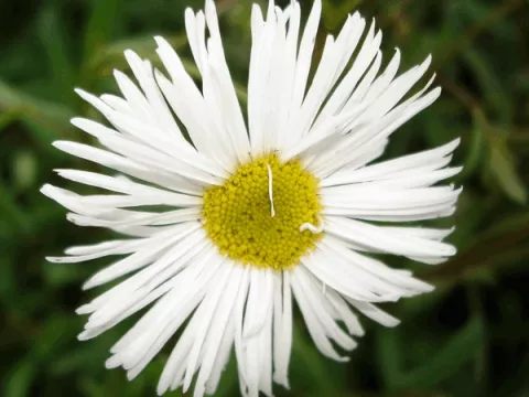 Erigeron 'Sommerneuschnee'