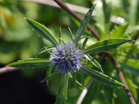 Eryngium tripartitum