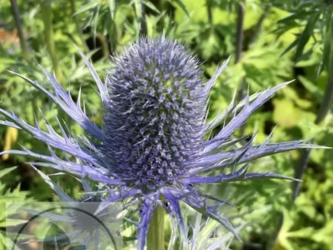 Eryngium zabelii 'Violetta'