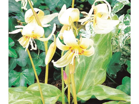 Erythronium 'White Beauty'