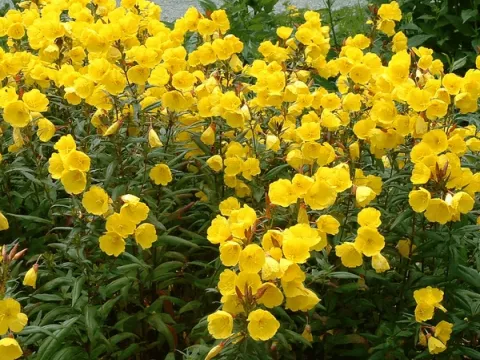 Euphorbia amygd. 'Purpurea'