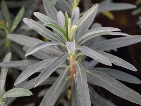 Euphorbia char. 'Blue Wonder'