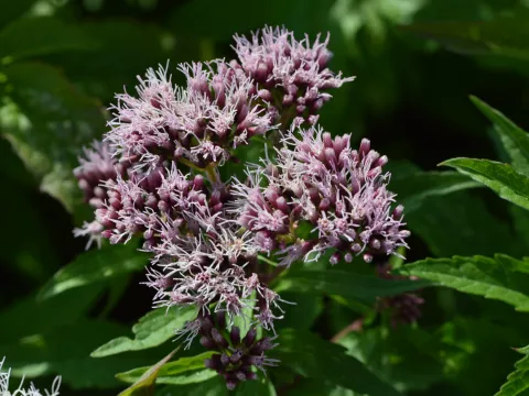 Eupatorium cannabinum