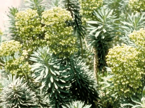 Euphorbia char. ssp. characias