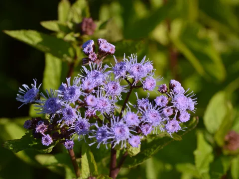 Eupatorium coelestinum