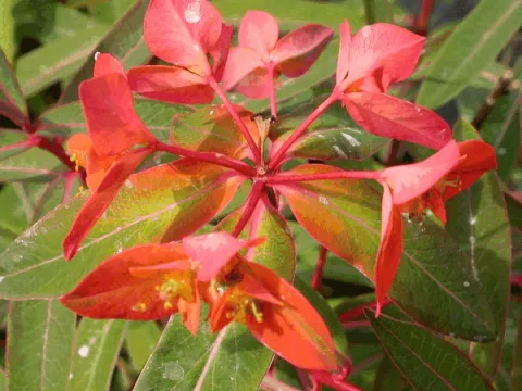 Euphorbia griffithii 'Fireglow'