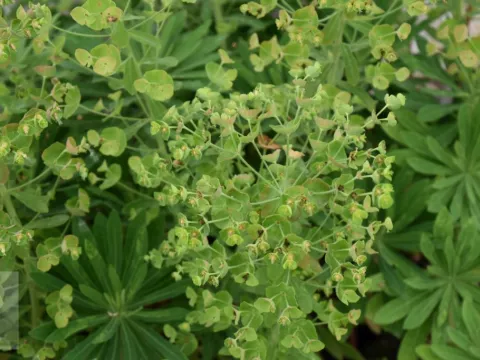 Euphorbia char. 'Forescate'