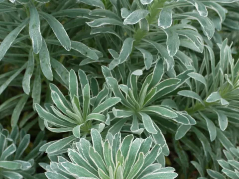 Euphorbia char. 'Glacier Blue'