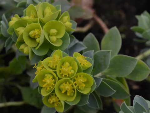 Euphorbia myrsinites