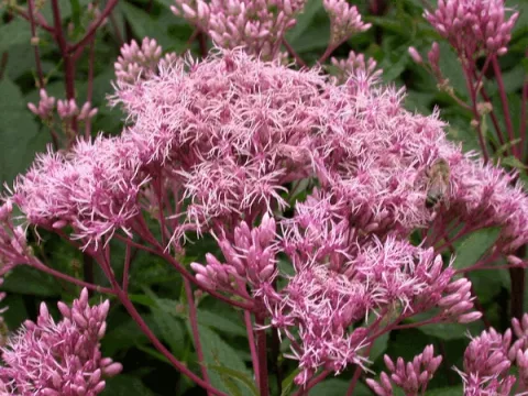 Eupatorium mac. 'Purple Bush'