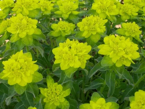 Euphorbia polychroma