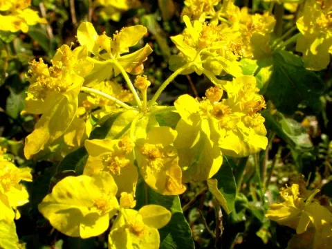 Euphorbia polychroma 'Purpurea'