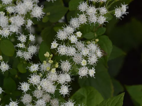 Eupatorium rugosum 'Braunlaub'