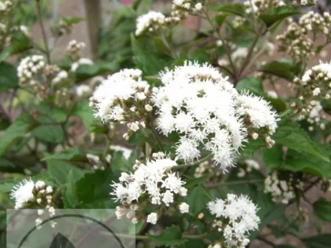 Eupatorium rugosum 'Chocolate'