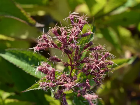 Eupatorium mac. 'Riesenschirm'