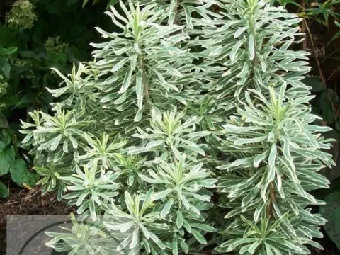 Euphorbia char. 'Silver Swan'