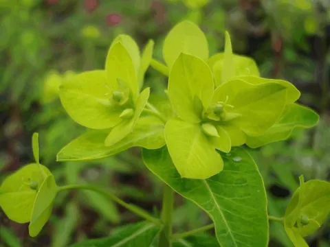 Euphorbia wallichii