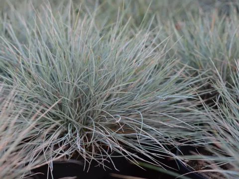 Festuca glauca 'Elijah Blue'