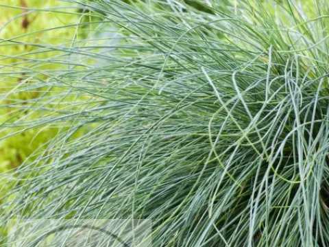 Festuca 'Festina'