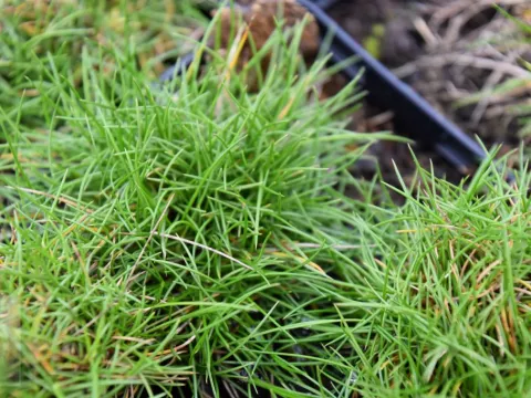 Festuca gautieri 'Pic Carlit'