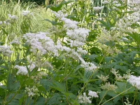 Filipendula purpurea 'Elegans'