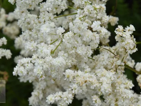 Filipendula vulgaris 'Multiplex' (Plena)