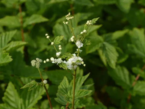 Filipendula rubra 'Venusta'(magnifica)