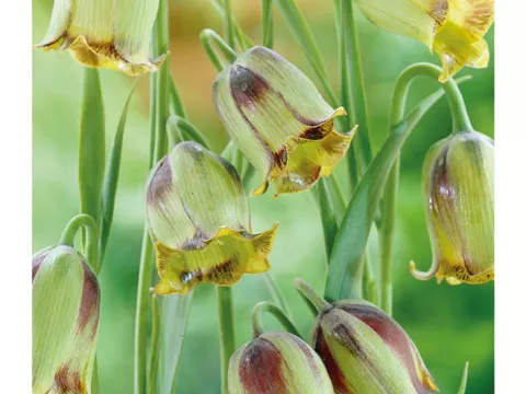 Fritillaria acmopetala