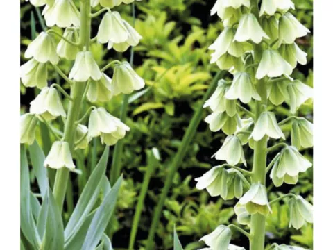 Fritillaria persica 'Alba'