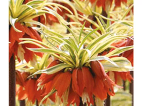 Fritillaria imper. 'Argenteovariegata'
