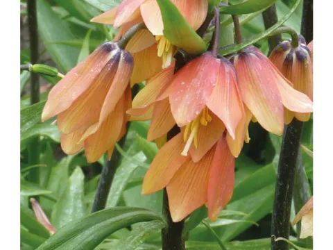 Fritillaria 'Early Fantasy'