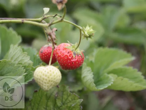 Fragaria ananassa 'Elsanta'