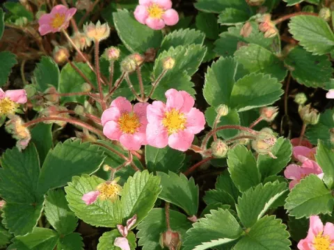 Fragaria 'Frel' ('Pink Panda')