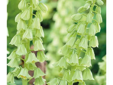 Fritillaria persica 'Ivory Balls'
