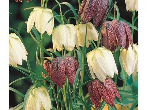 Fritillaria meleagris