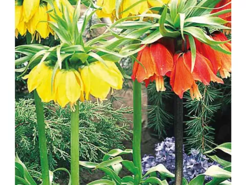Fritillaria imper. 'Mix'