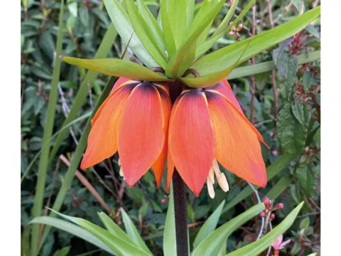Fritillaria imper. 'Orange Beauty'