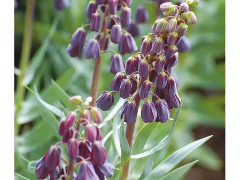 Fritillaria persica