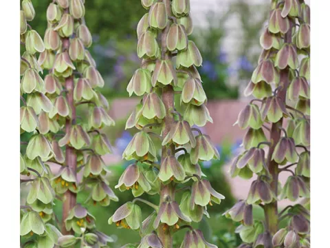 Fritillaria persica 'Green Dreams'